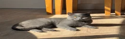 British Shorthair cats for sale: REDUCED BRITISH SHORTHAIR KITTENS  - Advert 9