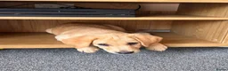 Labrador Retriever dogs for sale: Yellow Lab - Advert 3