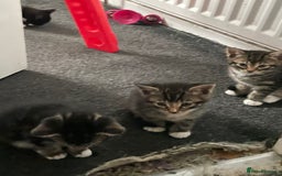 British Shorthair cats for sale: 5 kittens  - Image 6
