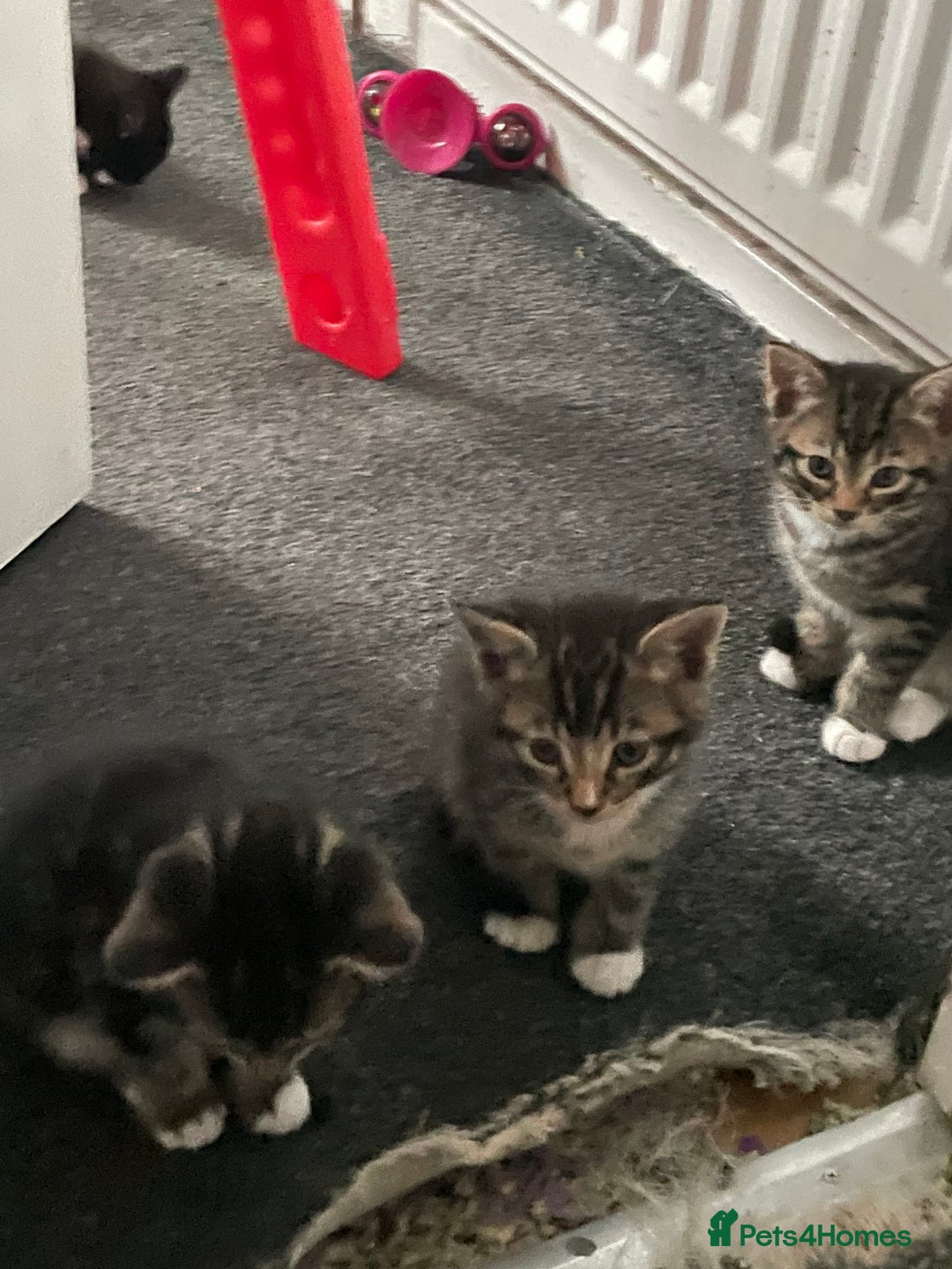 British Shorthair cats for sale: 5 kittens  - Image 6