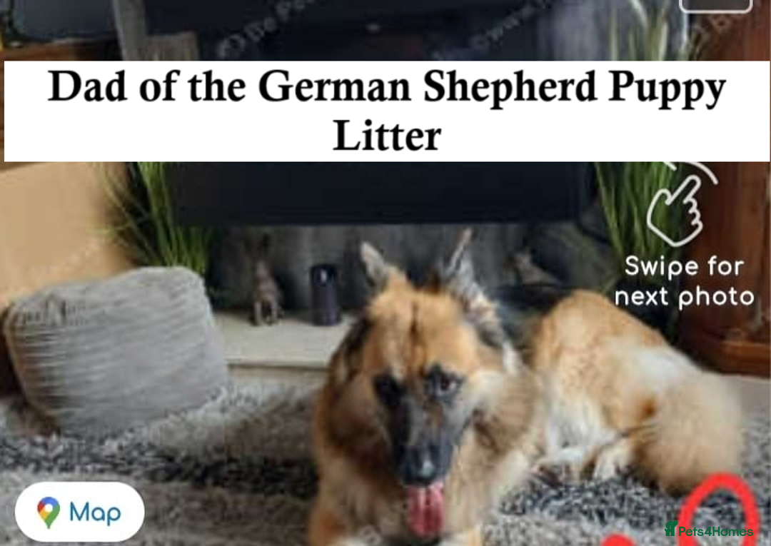 German Shepherd dogs for sale: GERMAN SHEPHERD PUPPY 8 WEEKS - Advert 9