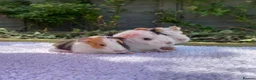Guinea Pig rodents for sale: Teddy, Abyssinian and longhaired guinea pig pups - Advert 5