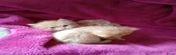Maine Coon cats for sale: Maine coon cross  - Advert 4