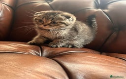 Scottish Fold cats for sale: 💫🐾Adorable kittens looking for loving homes🐾💫 - Image 17