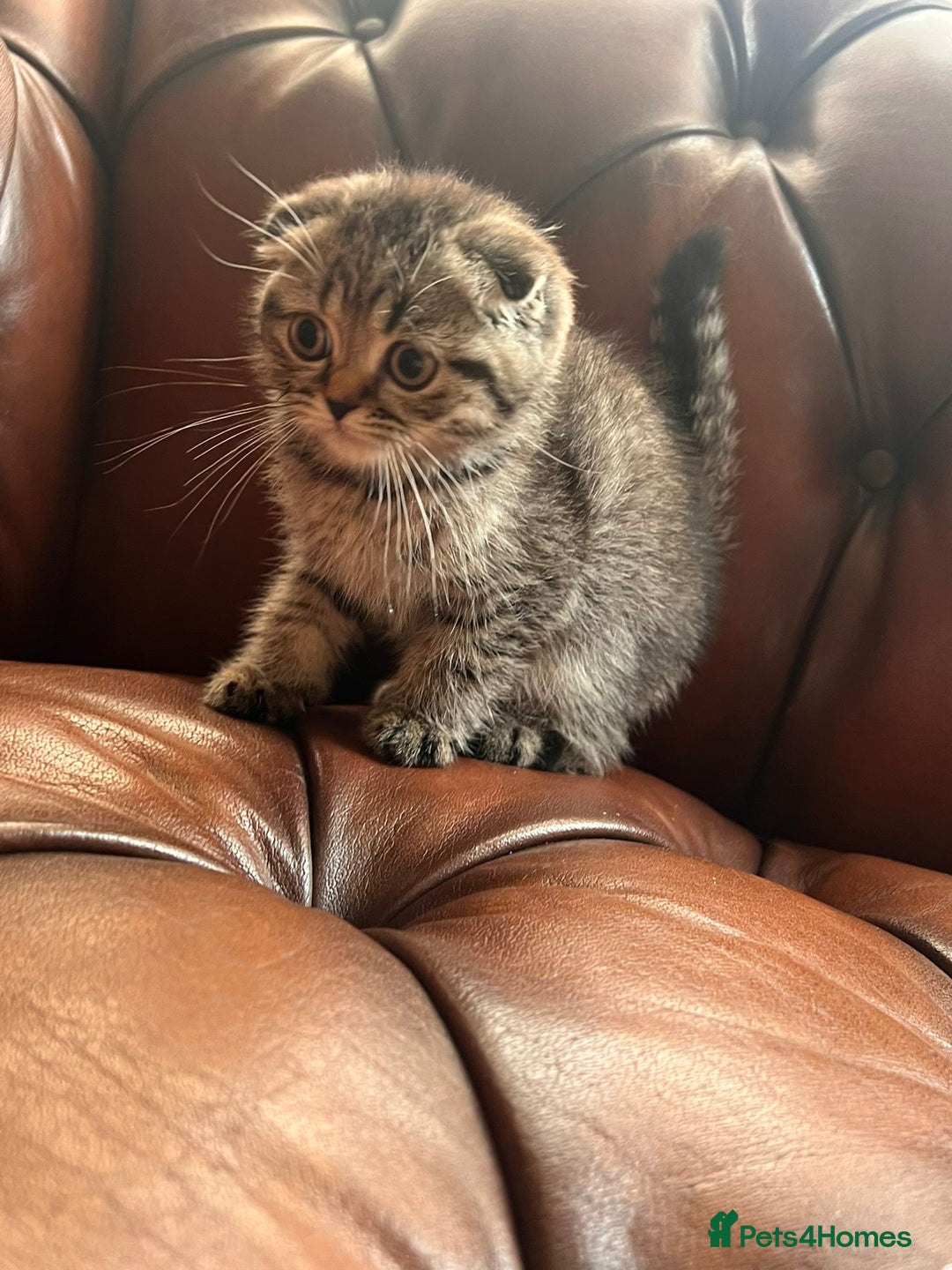 Scottish Fold cats for sale: 💫🐾Adorable kittens looking for loving homes🐾💫 - Image 17