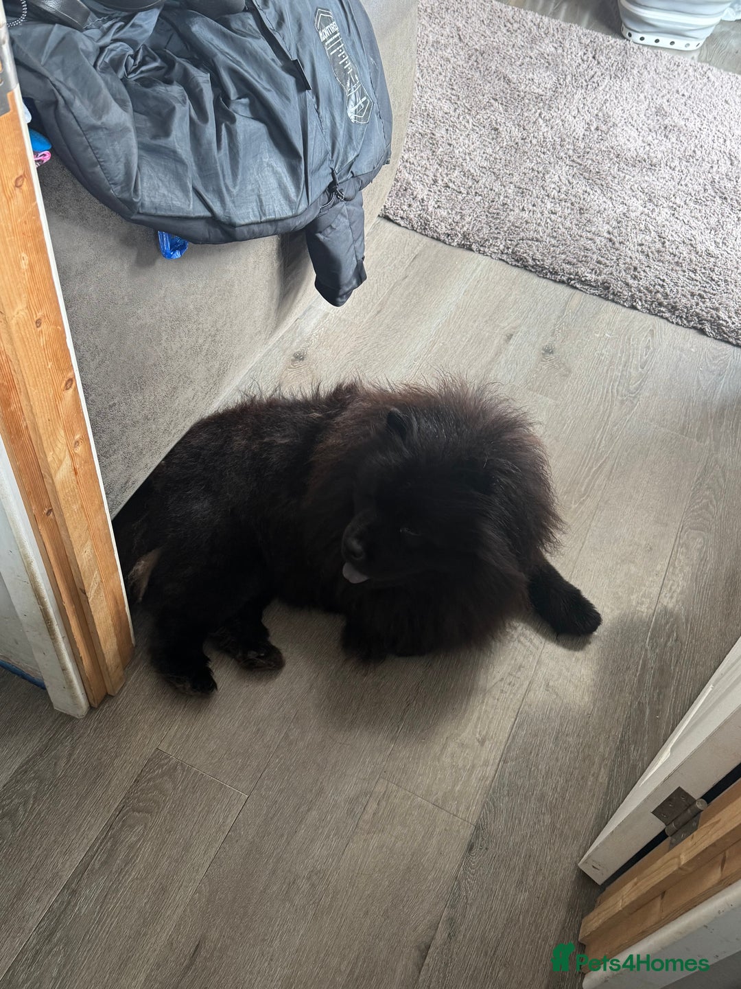 Chow Chow dogs for sale: 2 Year Old Chow Chow - Image 2