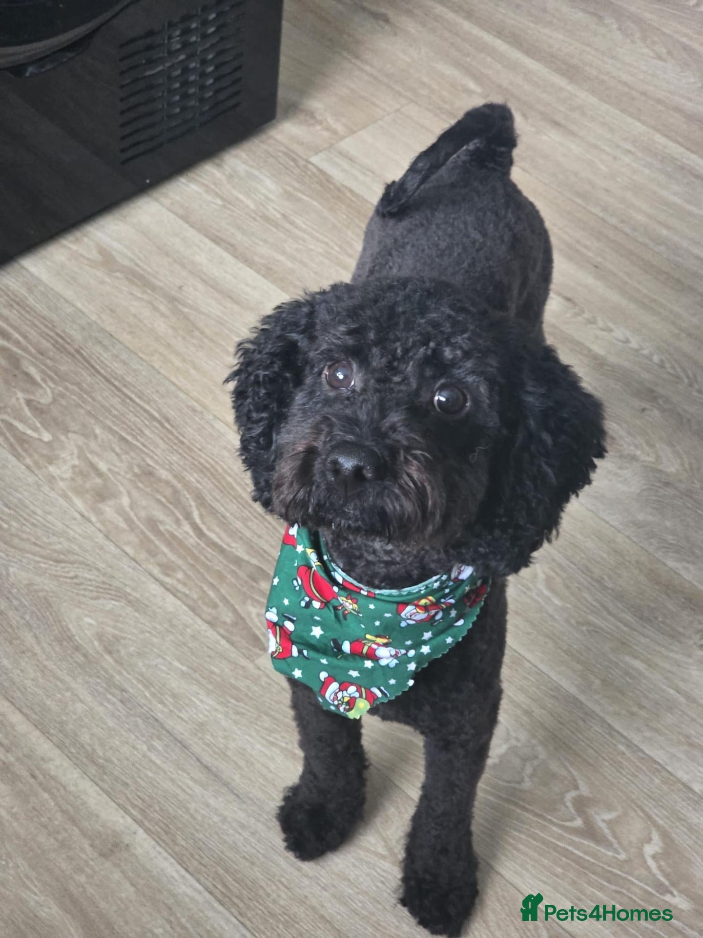 Labradoodle dogs for sale: Labradoodle  - Advert 5
