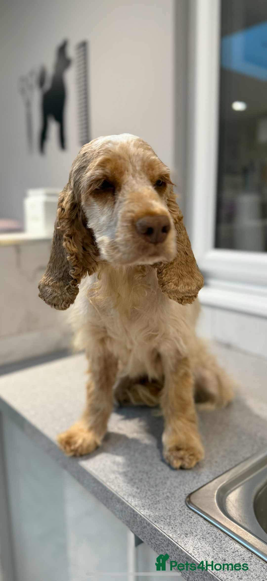 Cocker Spaniel dogs for sale: Beautiful Show type Cocker Spaniel - Image 4