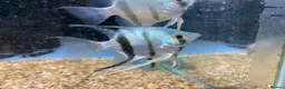Angelfish fish for sale: Angelfish  - Advert 2