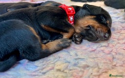 Dobermann dogs for sale: KC registered health tested Doberman puppies - Image 12