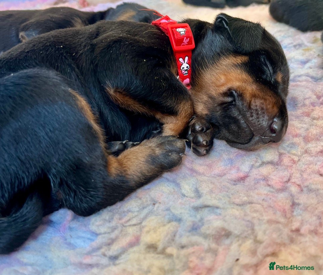 Dobermann dogs for sale: KC registered health tested Doberman puppies - Image 12