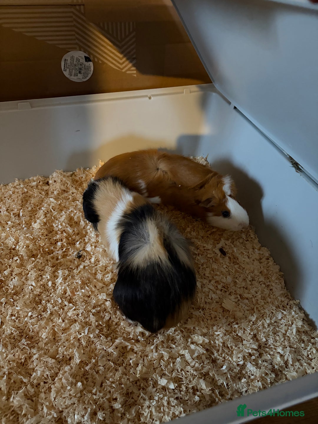 Guinea Pig rodents for sale: 2 x Guinea Pigs - Advert 1
