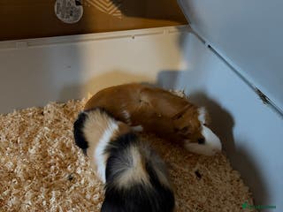 Guinea Pig rodents 2 x Guinea Pigs - Advert 15