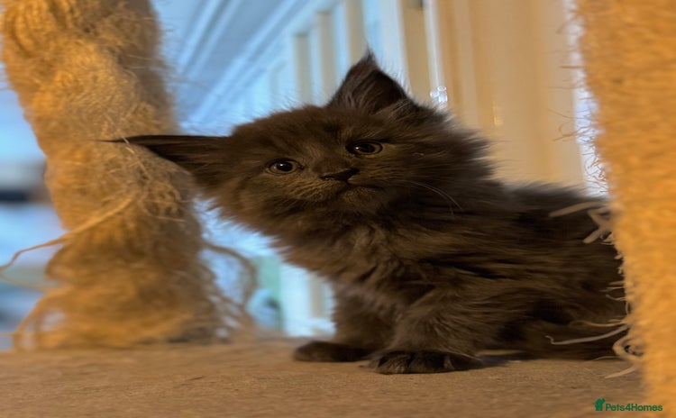 Maine Coon cats - Advert 1