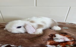 Mini Lop rabbits for sale: Beautiful friendly litter of mini lops for sale  - Image 6