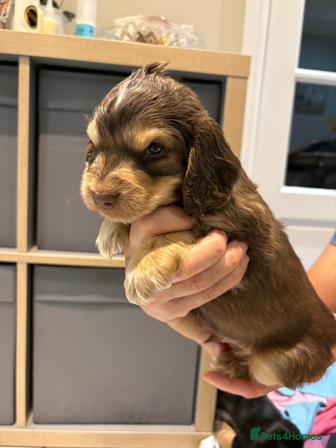 Cocker Spaniel dogs for sale: Pure show type KC reg DNA health test  - Advert 3