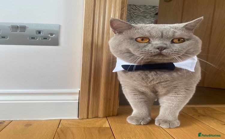 British Shorthair cats - Advert 1