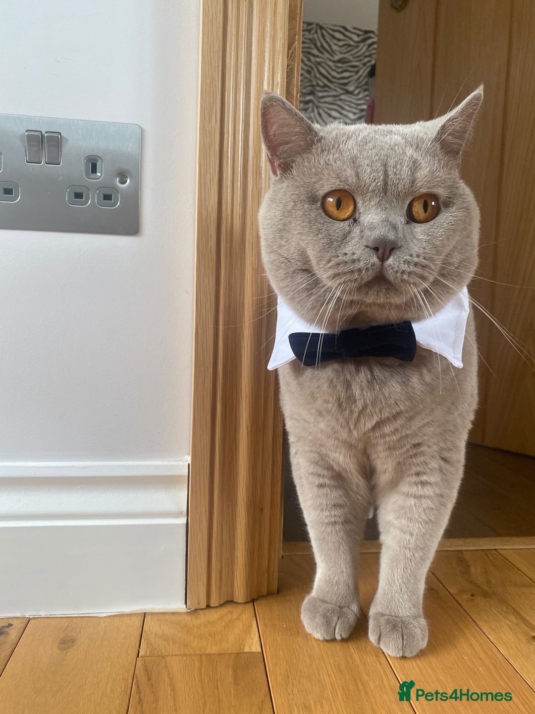 British Shorthair cats for stud: Lilac BSH boy for stud  - Image 1