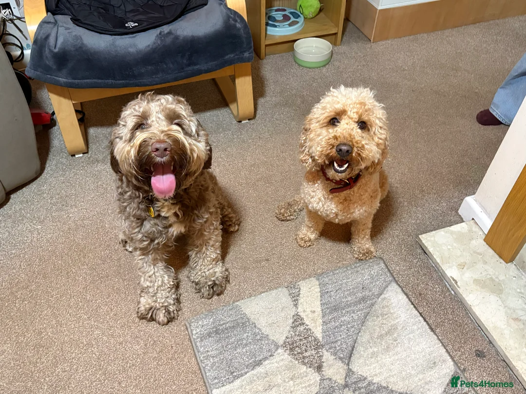 Australian Labradoodle dogs for sale: Australian Labradoodle Puppies (COMING SOON) in Manningtree - Advert 4