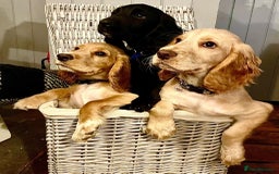 Cocker Spaniel dogs for stud: Champion Bred KC Cocker Spaniel & ALL Health Tests in Cranbrook - Image 22