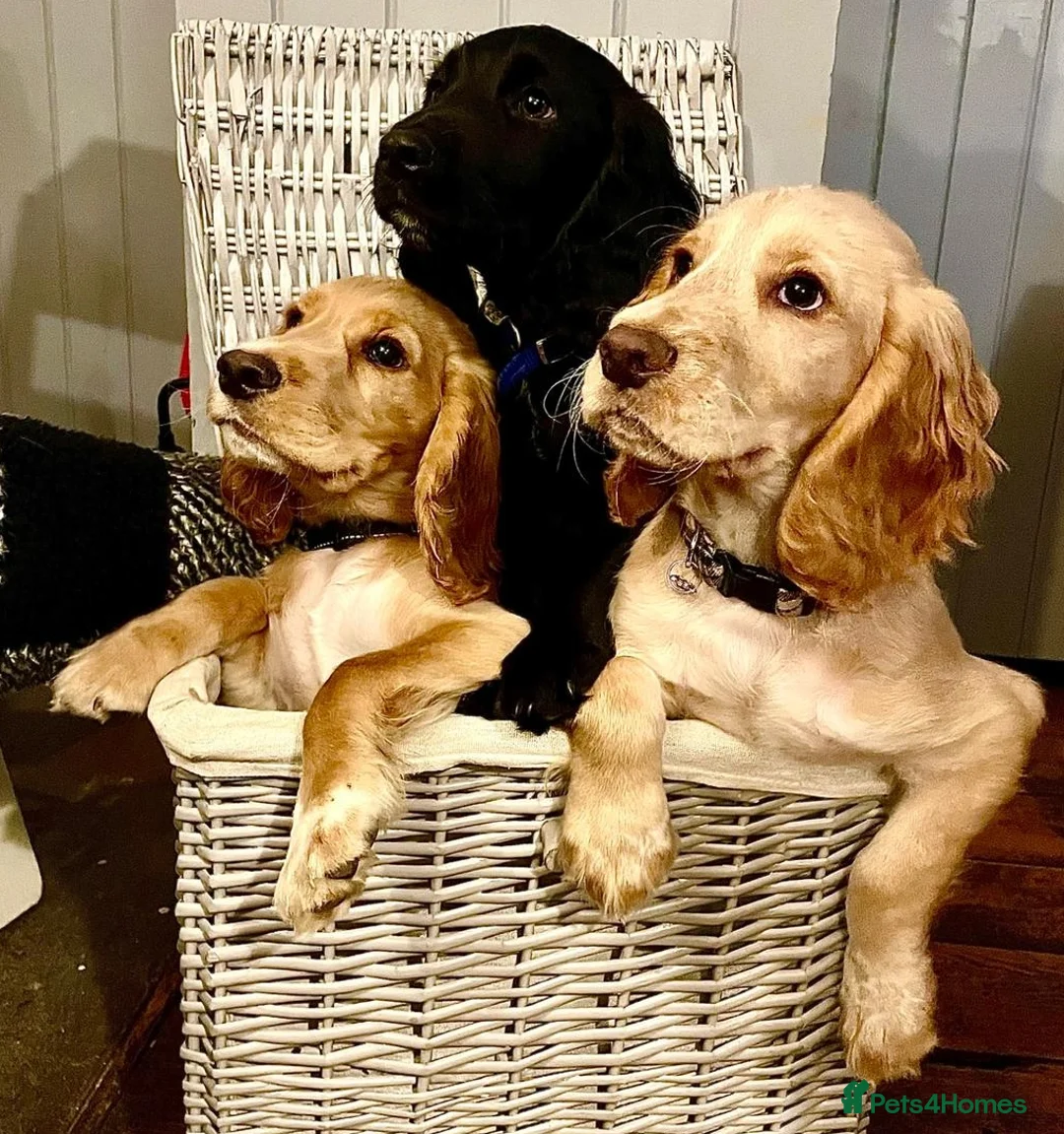 Cocker Spaniel dogs for stud: Champion Bred KC Cocker Spaniel & ALL Health Tests in Cranbrook - Advert 20