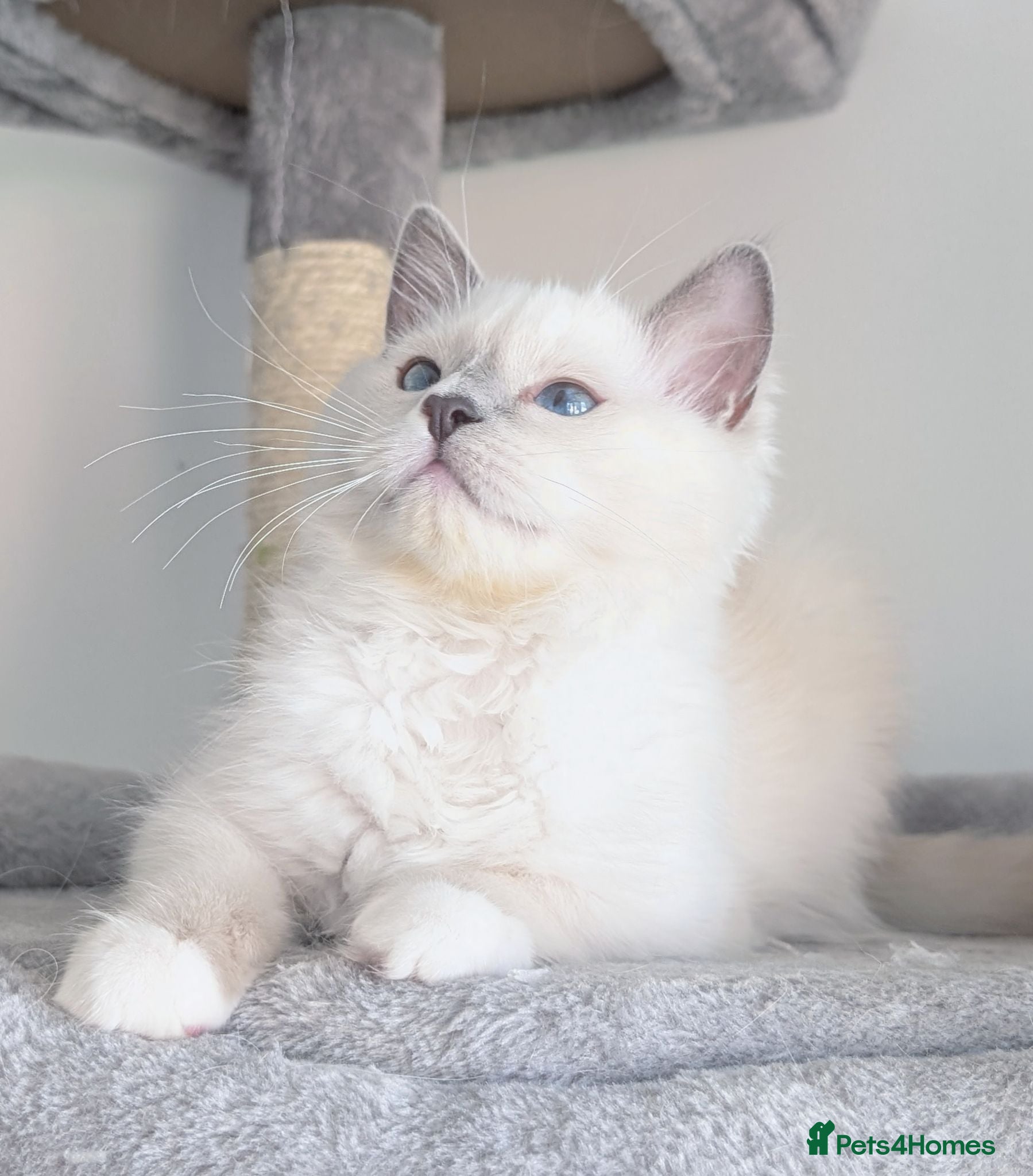 Ragdoll cats 💖Stunning TICA Female Ragdoll kitten  - Advert 3
