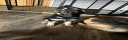 German Shepherd dogs for sale: German shepherd female  - Advert 10
