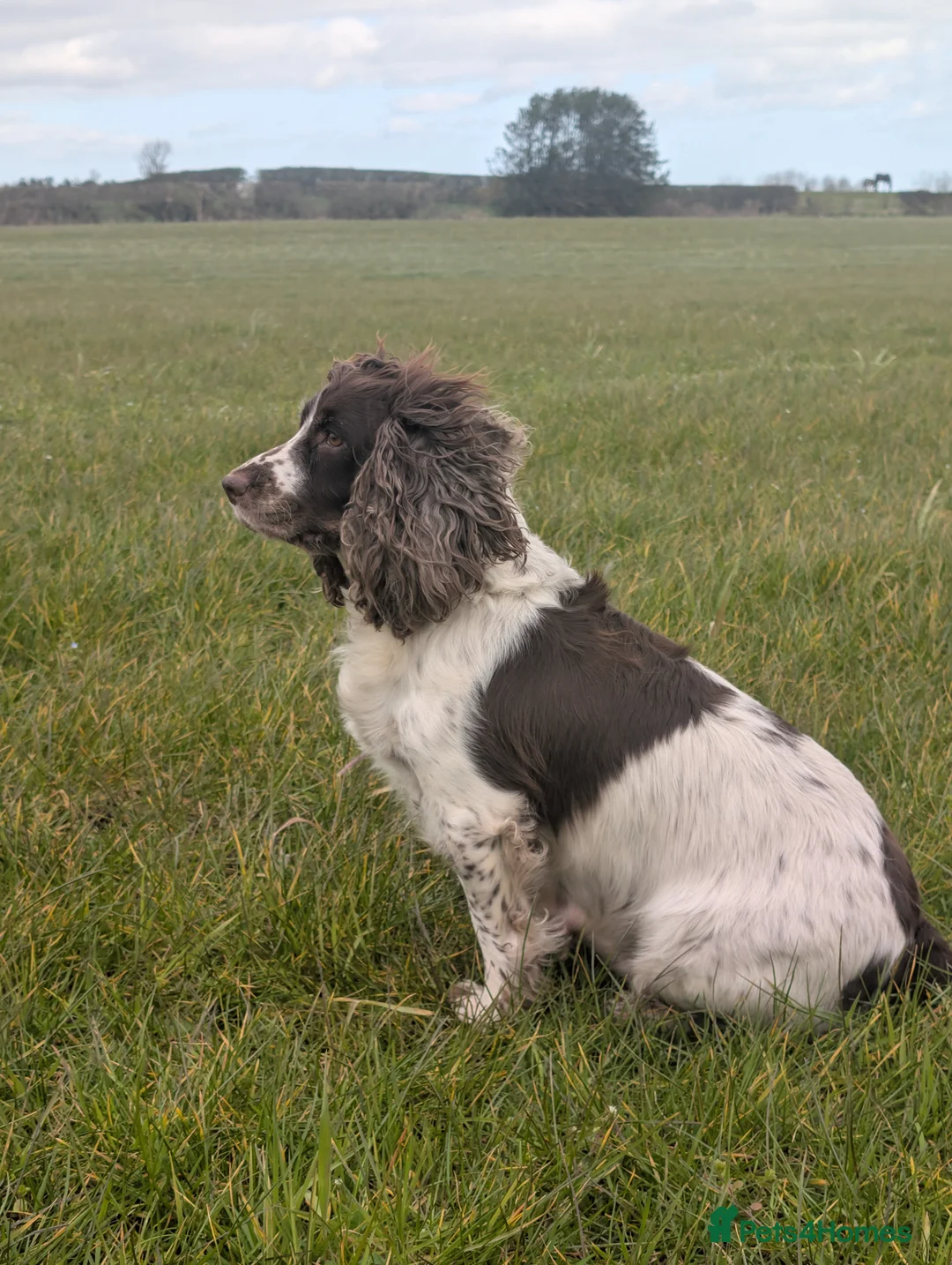 Cocker Spaniel dogs for sale: KC registered working cocker spaniel puppies  in Ryton - Advert 8