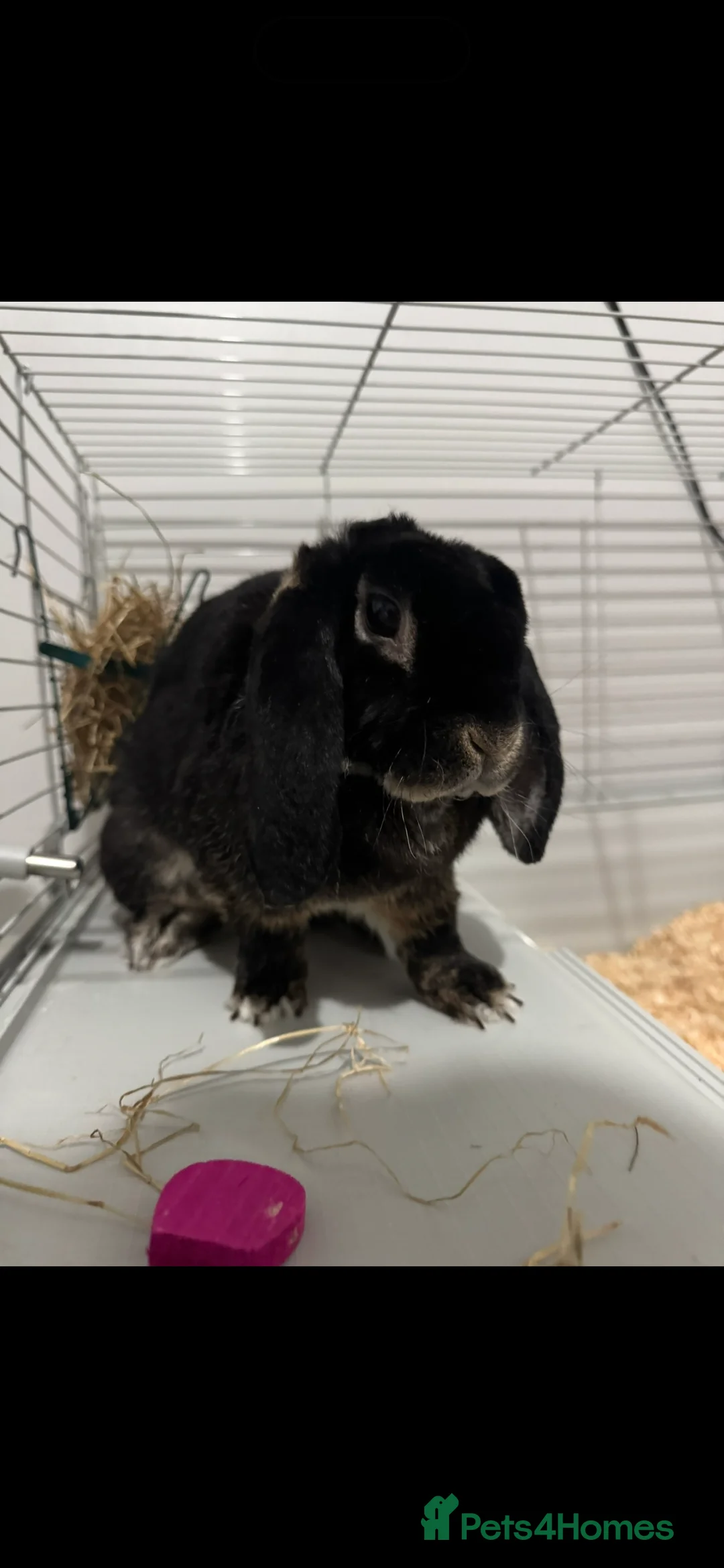 Mixed Breed rabbits for sale: Male Rabbit  - Advert 1
