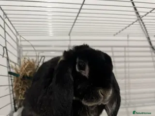 Mixed Breed rabbits Male Rabbit - Advert 2