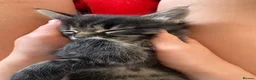 Mixed Breed cats for sale: Two beautiful female kittens available  in Chipping Norton - Advert 6