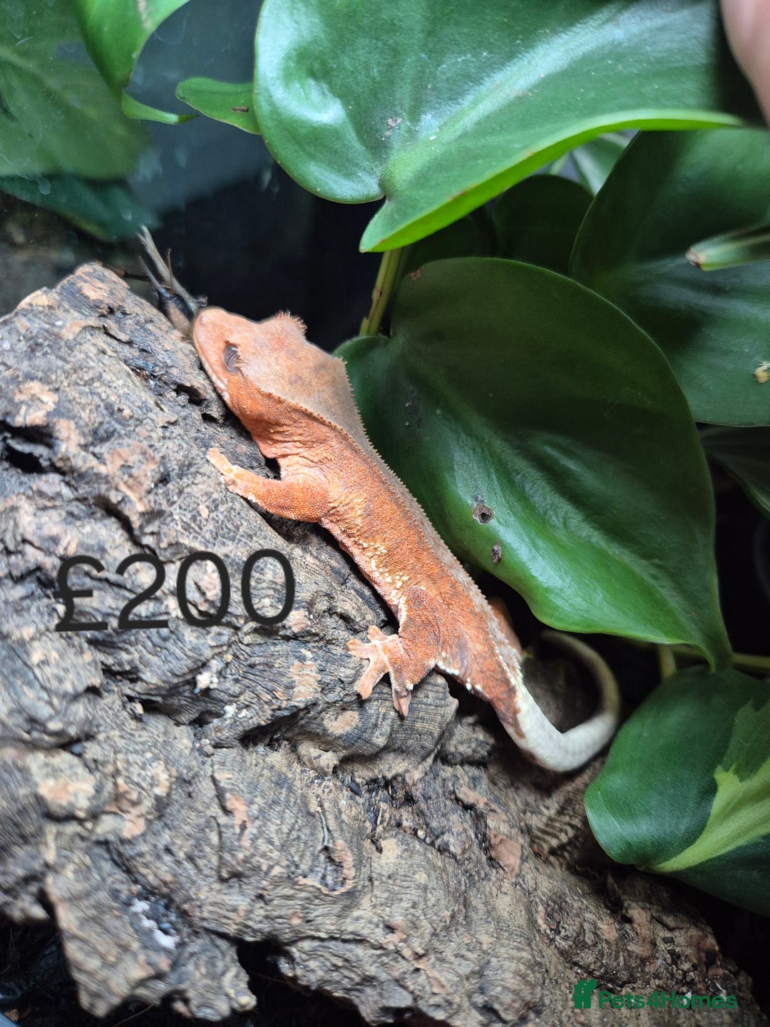 Gecko reptiles for sale: Crested Gecko Babies - Image 8