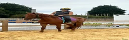 Appaloosa horses for sale: Appaloosa X gelding 15.3hh rising 4  in Hull - Advert 6