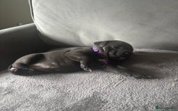 Staffordshire Bull Terrier dogs for sale: 1 male Blue Staff Bull Terrier pup 💙 in Hitchin - Image 12