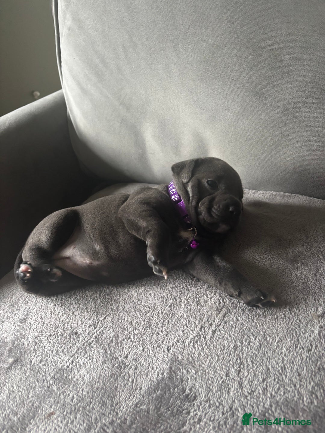 Staffordshire Bull Terrier dogs for sale: 1 male Blue Staff Bull Terrier pup 💙 in Hitchin - Image 12