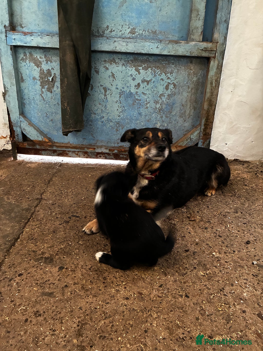 Sprollie dogs for sale: Sprollie pups - Advert 3