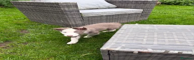 Border Collie 2