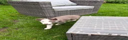 Border Collie dogs for sale: Border collie puppies in Ashbourne - Advert 3