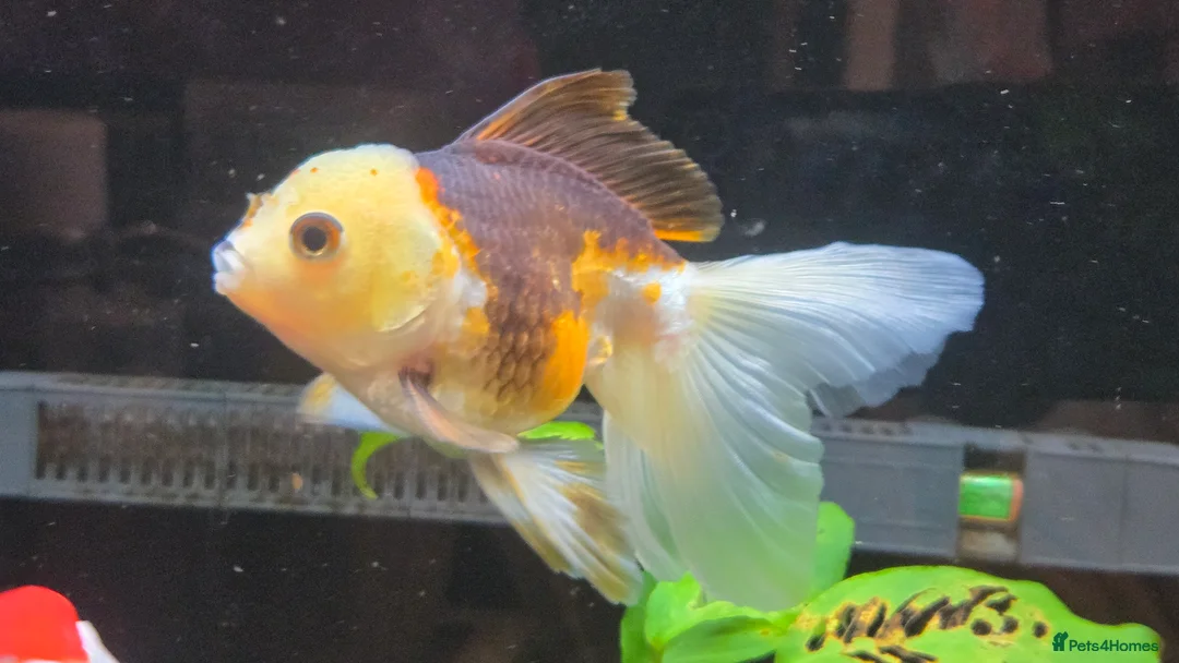 Fancy Goldfish fish for sale: High Grade Orandas / Gold Bristle Nose Plecos - Advert 4