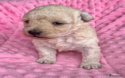 Poochon dogs for sale: Toy Poochon girl  - Image 1