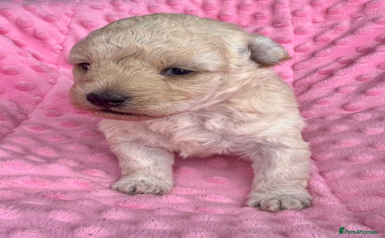 Poochon dogs - Advert 2