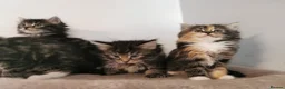 Mixed Breed cats for sale: Absolutely stunning kittens looking for a new home - Advert 17