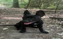 Mixed Breed dogs for sale: About Red - Image 3