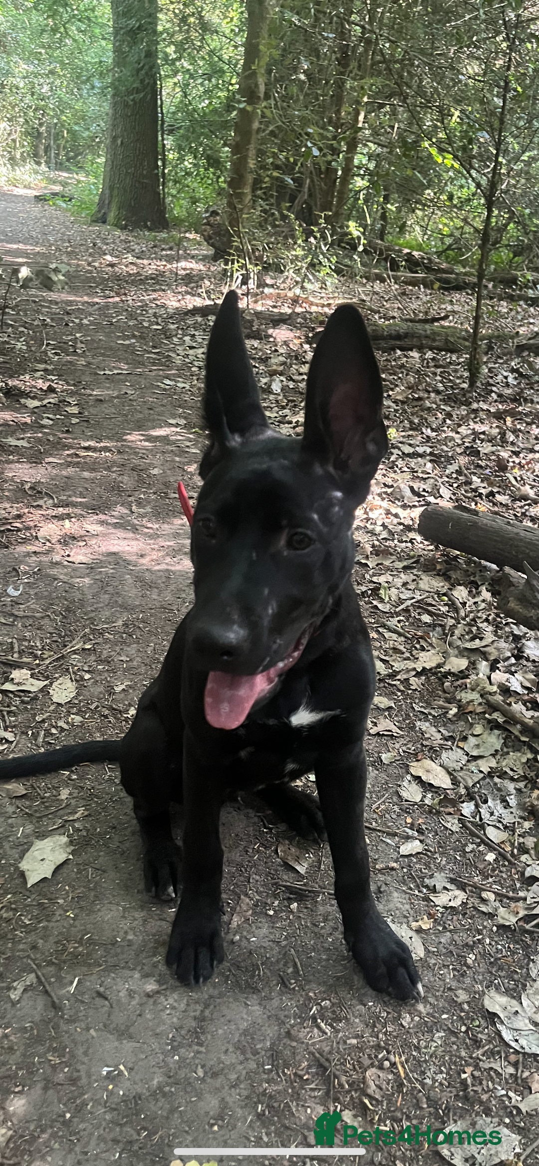 Mixed Breed dogs for sale: About Red - Image 3