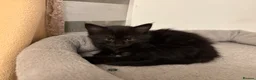 Mixed Breed cats for sale: Female long hair kittens in Southampton - Advert 6