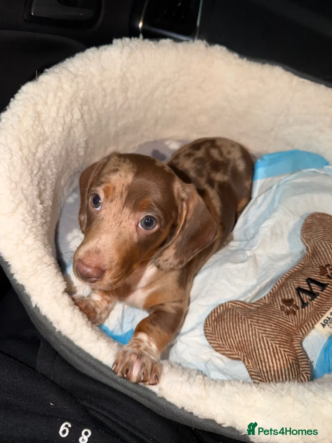 Miniature Dachshund dogs for sale: Dapple mini dachshund   in Maidstone - Advert 2