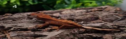 Gecko reptiles for sale: Juvenile Crested Geckos with full Lineage - Advert 14