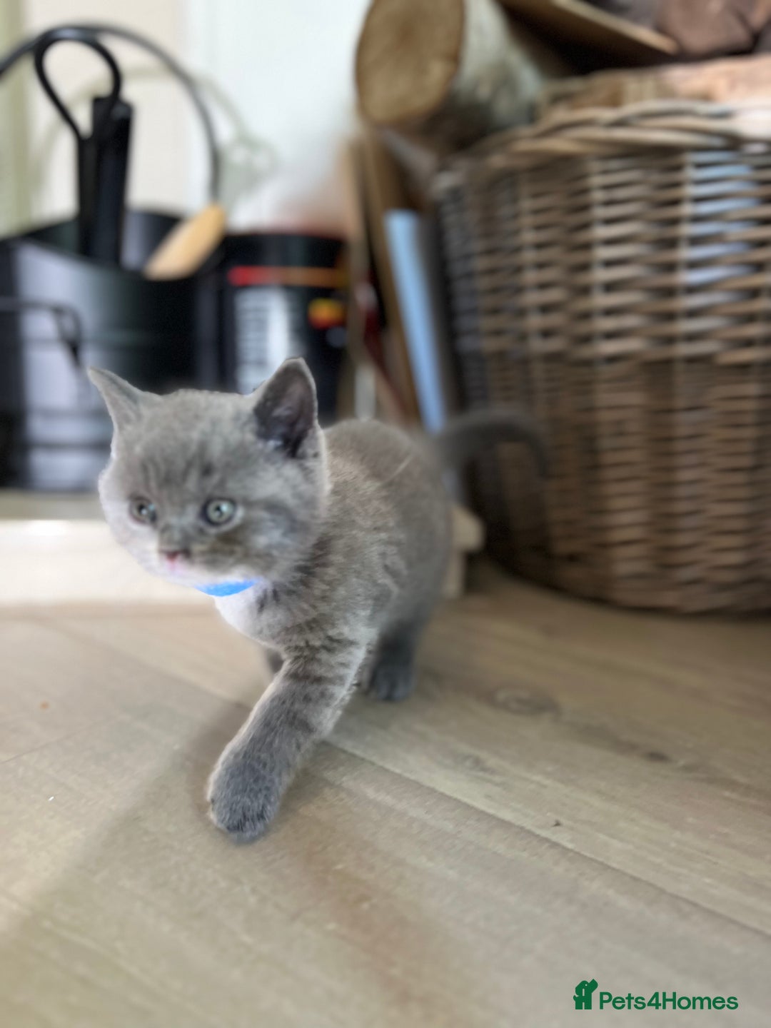British Shorthair cats for sale: 🏆Grand Champion Sired GCCF BritishShorthair 1left - Image 12