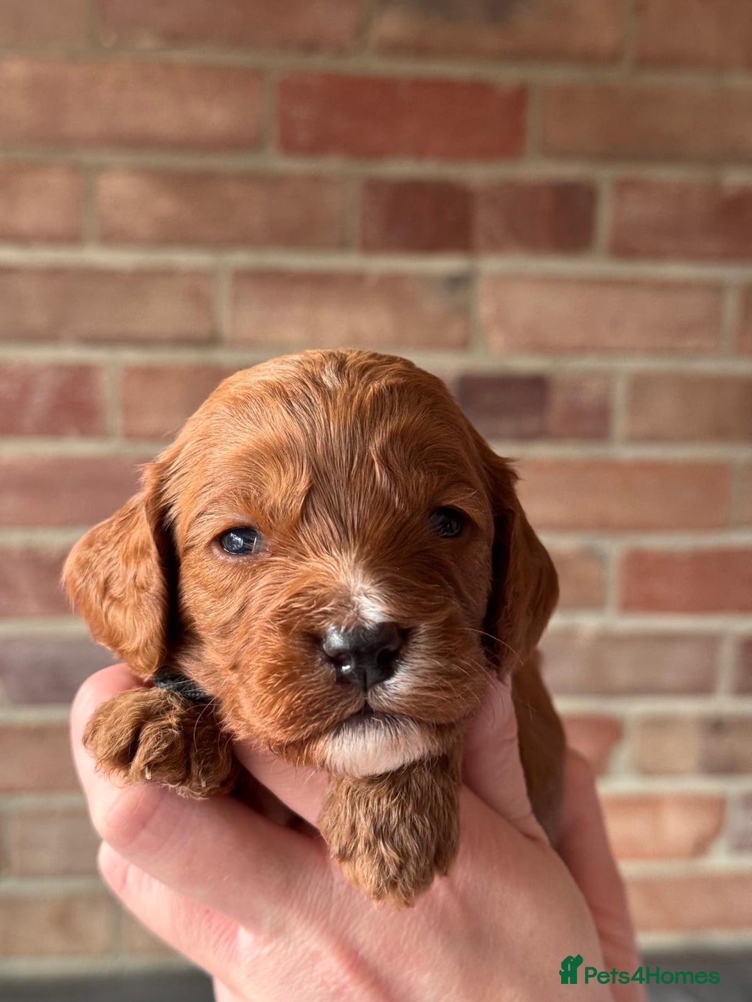 Cavapoo dogs for sale: Cavapoo Puppies-Perfect Family Companions - Advert 10