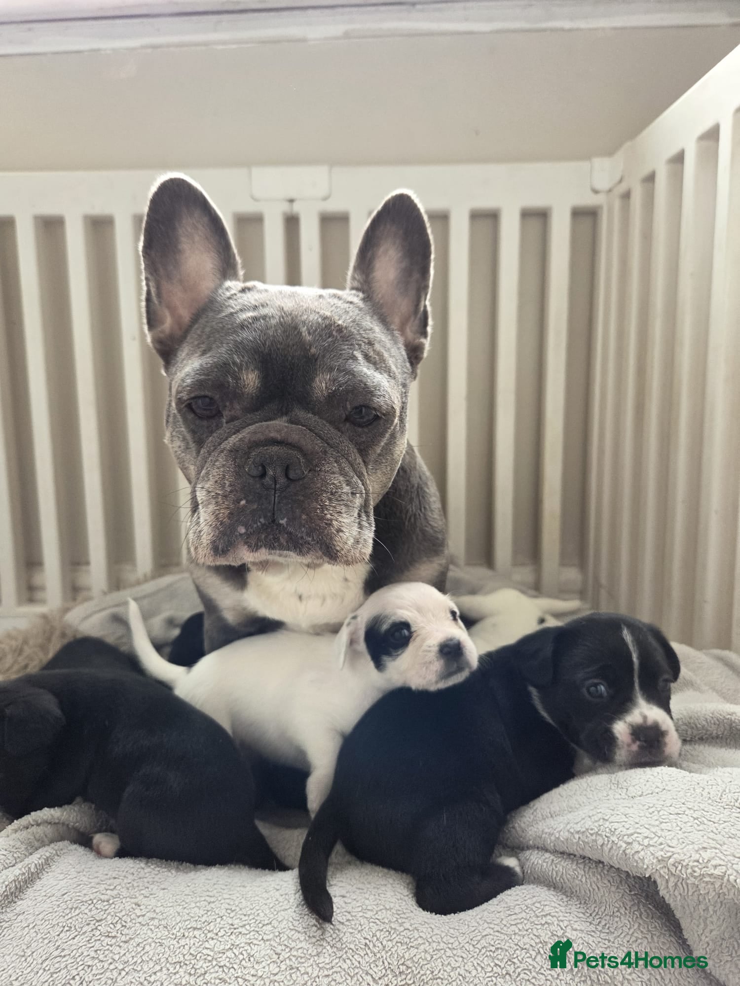 Mixed Breed dogs Frenchie cross with cockapoo 🤦🏼‍♀️ - Advert 1